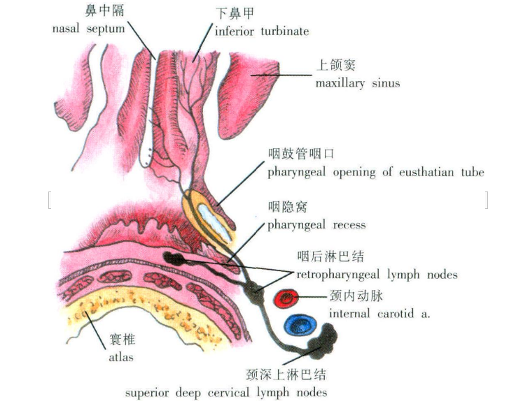 咽淋巴环 咽淋巴环