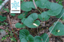 细辛 细辛