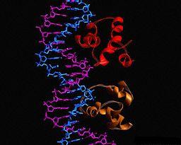 DNA