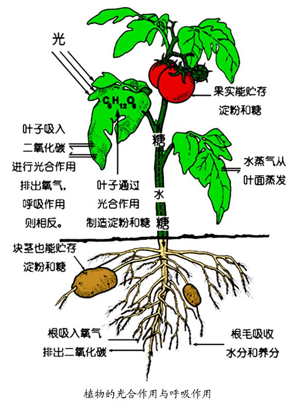 植物的呼吸作用 植物的呼吸作用