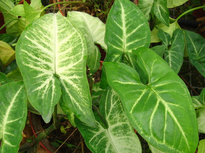 合果芋 合果芋