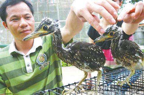 海南虎斑鳽