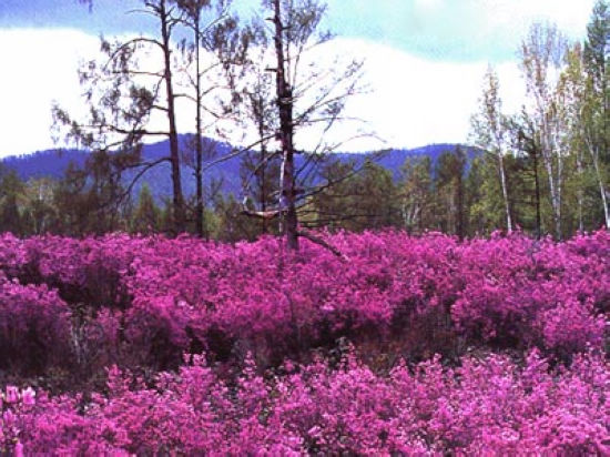 四季杜鹃花 四季杜鹃花