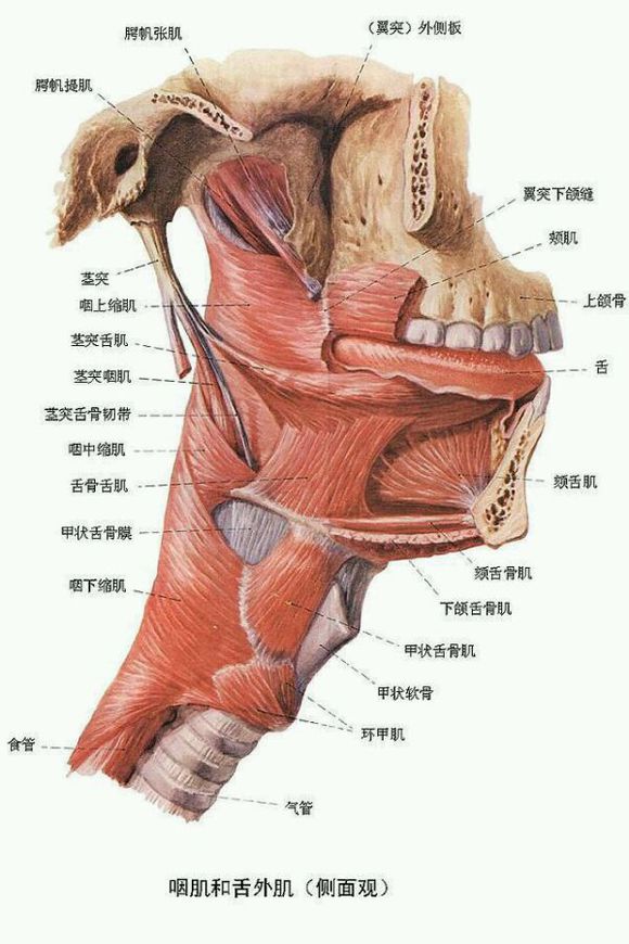 喉咙(解剖部位)