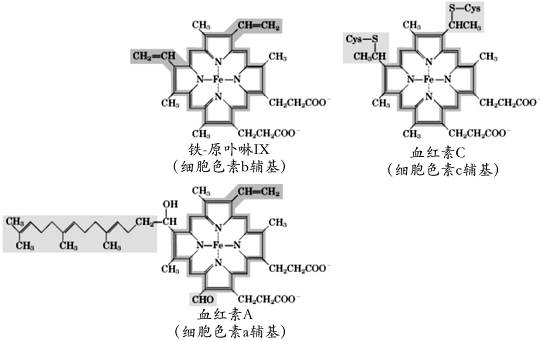 细胞色素辅基 细胞色素辅基