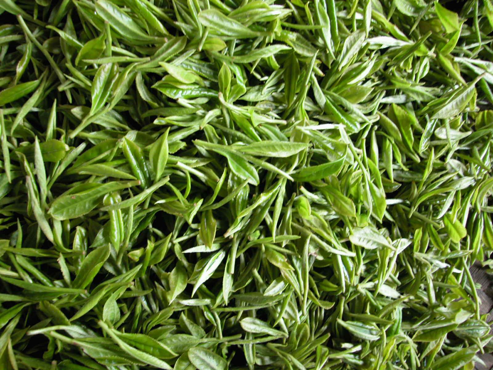 绿茶 绿茶