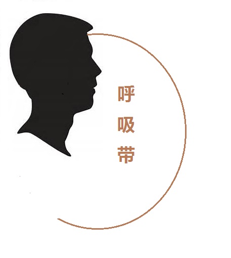呼吸带