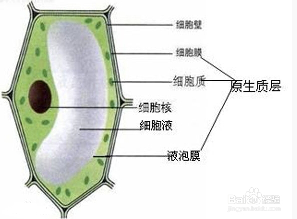 细胞壁