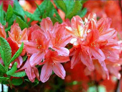 四季杜鹃花 四季杜鹃花