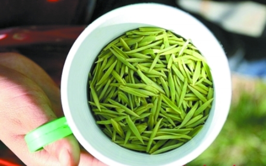 日照绿茶 日照绿茶