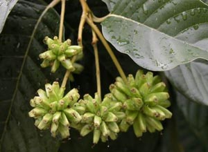 喜树果 喜树果