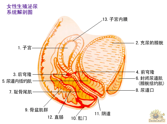 结构图 结构图