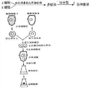 生物热点 细胞工程 生物热点 细胞工程