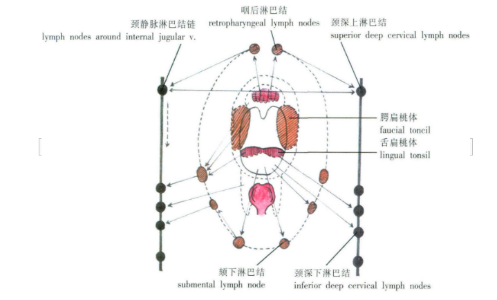 咽淋巴环 咽淋巴环