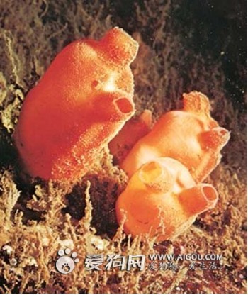 海鞘(Styela) 海鞘(Styela)