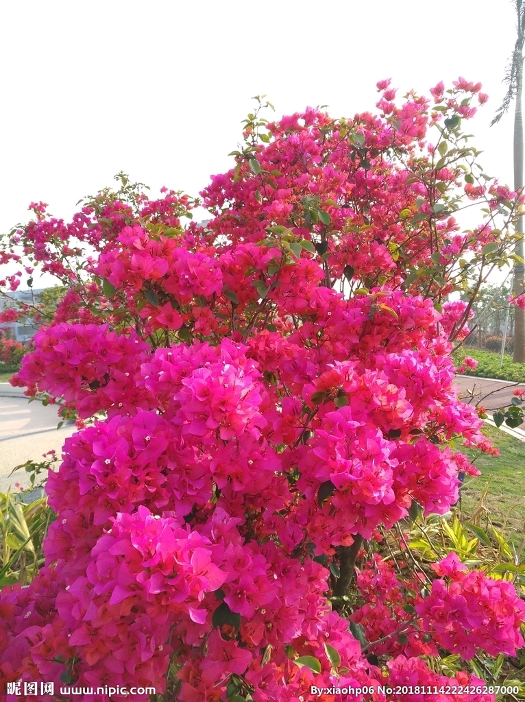 红花三角梅