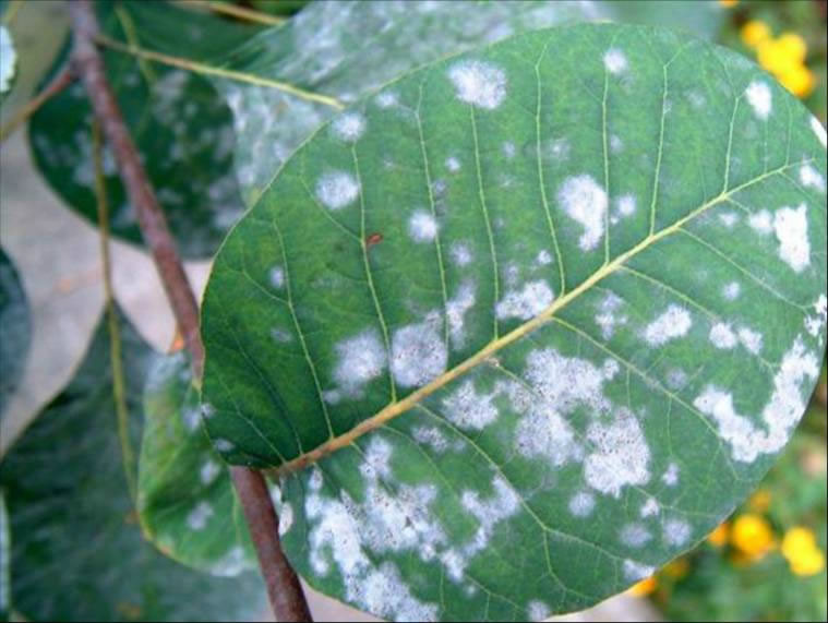紫薇花(紫薇世界) 紫薇花(紫薇世界)