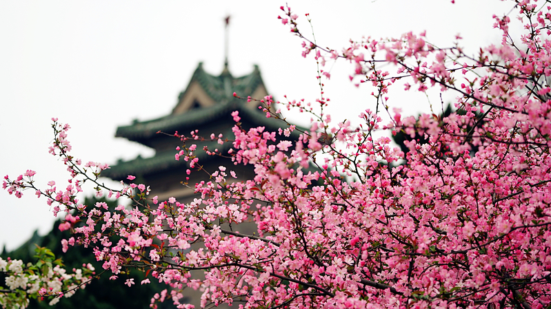 南京农业大学