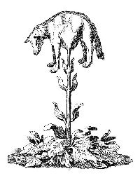 十大神秘生物 十大神秘生物