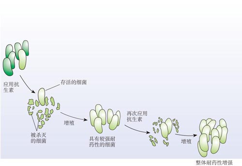 细菌耐药性
