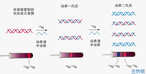 半保留複製 半保留複製