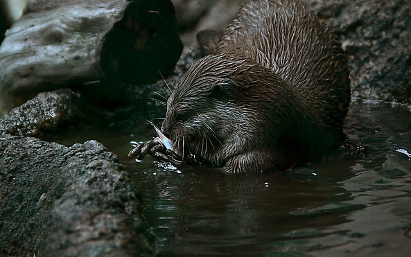 水獭 水獭
