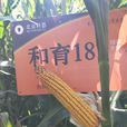 和育187玉米种子