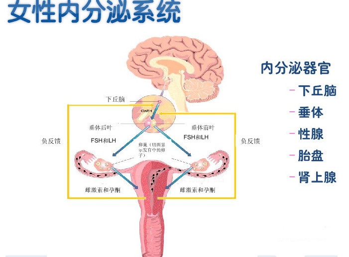 经期过长