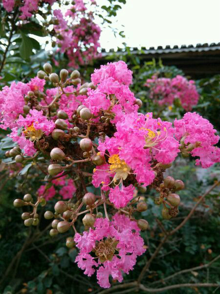 紫薇花 紫薇花