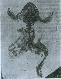 古生物学图片 古生物学图片