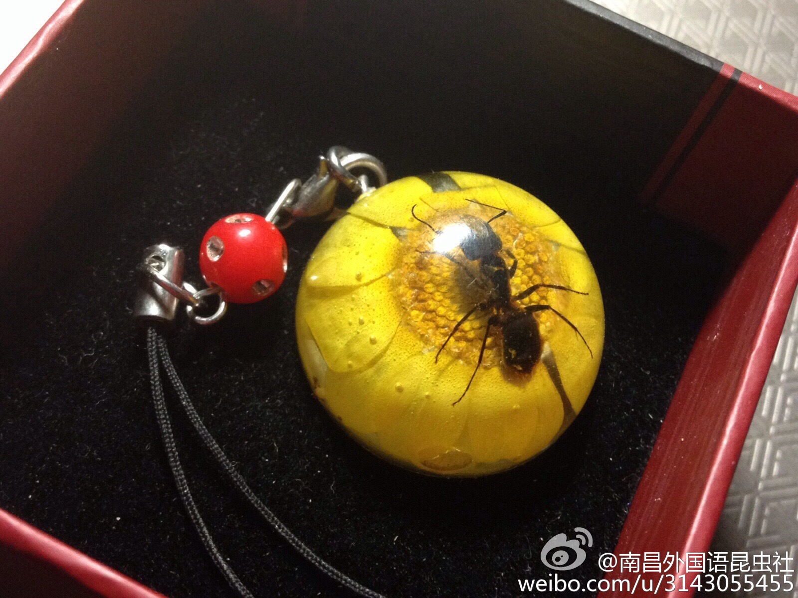南外昆虫社 南外昆虫社