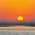 吴忠黄河国家湿地公园