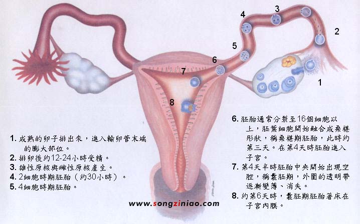 体内由排卵、受精、到着床的过程
