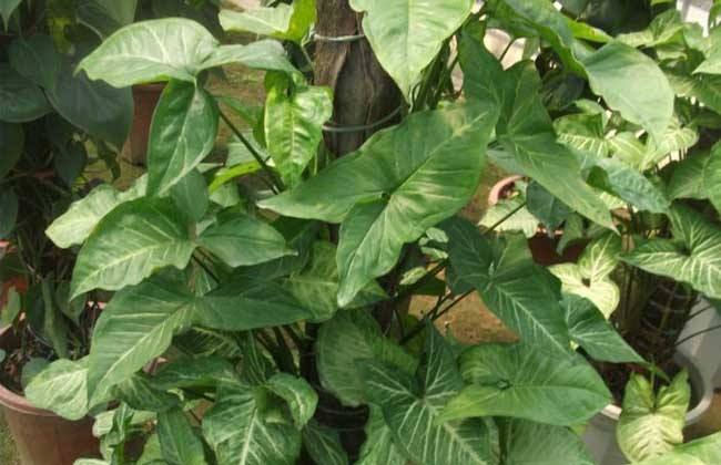 合果芋 合果芋