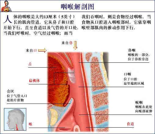 喉咙 喉咙