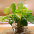 绿萝(常绿藤植物)