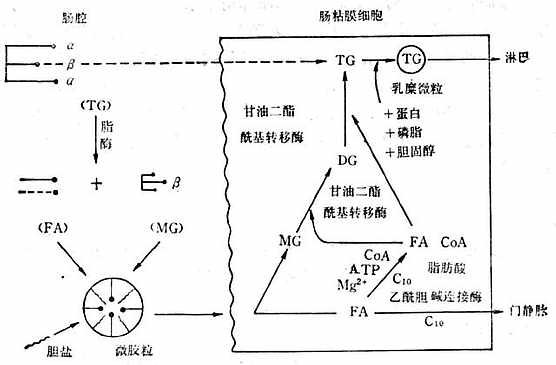 脂肪消化过程 脂肪消化过程
