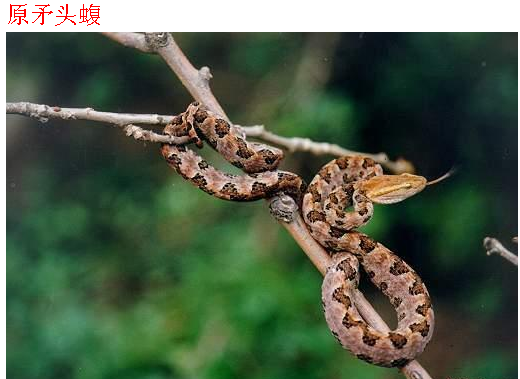 原柔头蝮