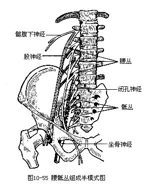 周围神经 周围神经