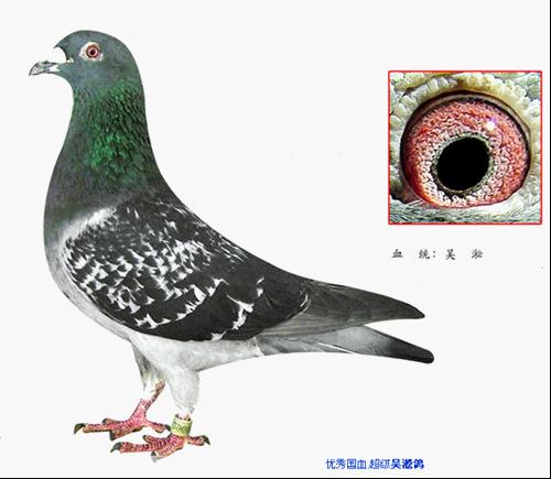 吴淞鸽