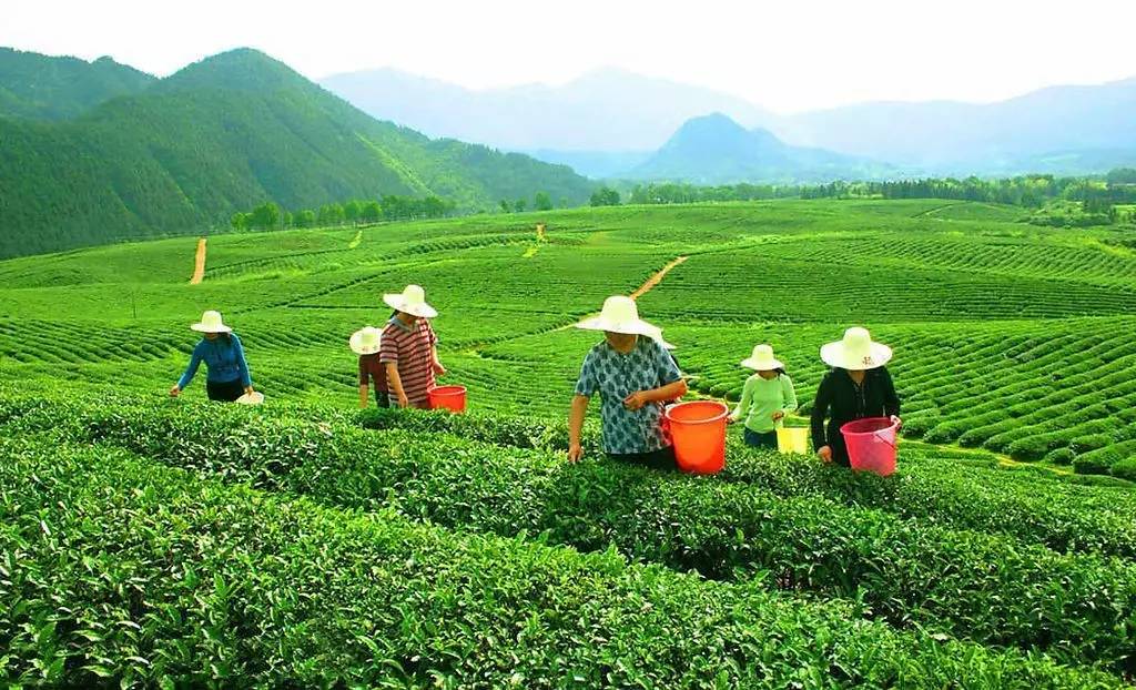 峨眉山茶 峨眉山茶