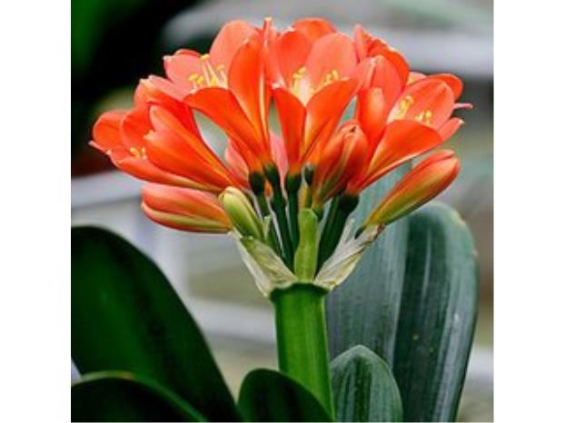 君子兰花(花卉品种) 君子兰花(花卉品种)